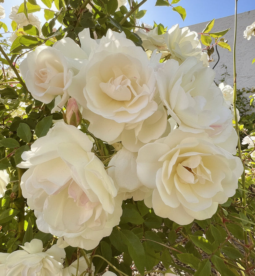 White Roses