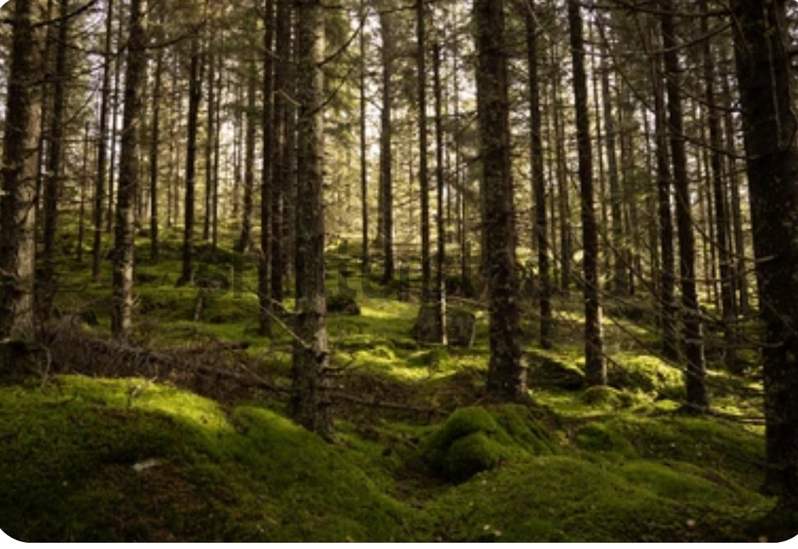 NORWEGIAN WOOD 200cc