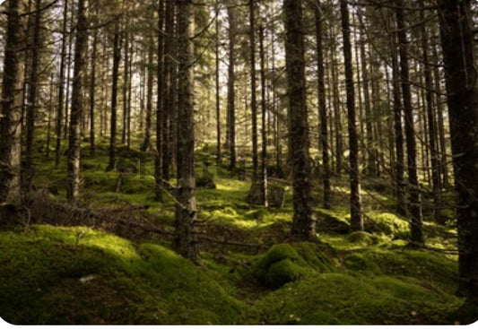 NORWEGIAN WOOD 200cc